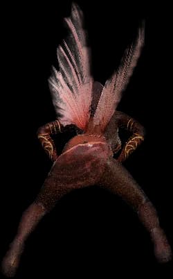 A pixie with white wings, seen from behind